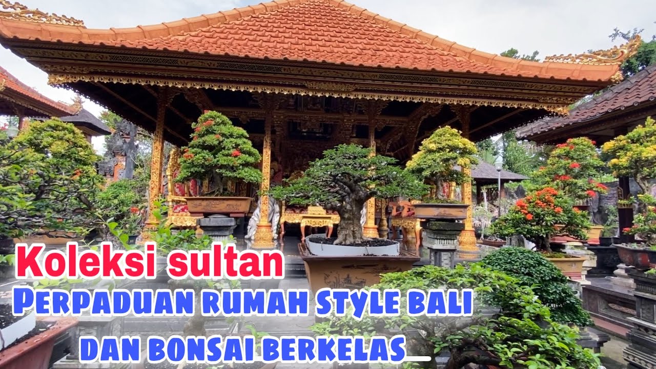 ISTIMEWA ‼️ bonsai bunga jadi maskot di rumah kolektor bali 🪴