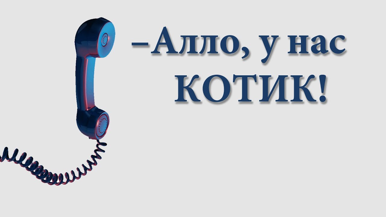 Алло, у нас котик - 37