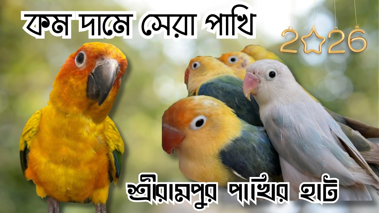 কম দামে সেরা পাখির কালেকশন! | Serampore Pet Market | Kolkata Bird Market