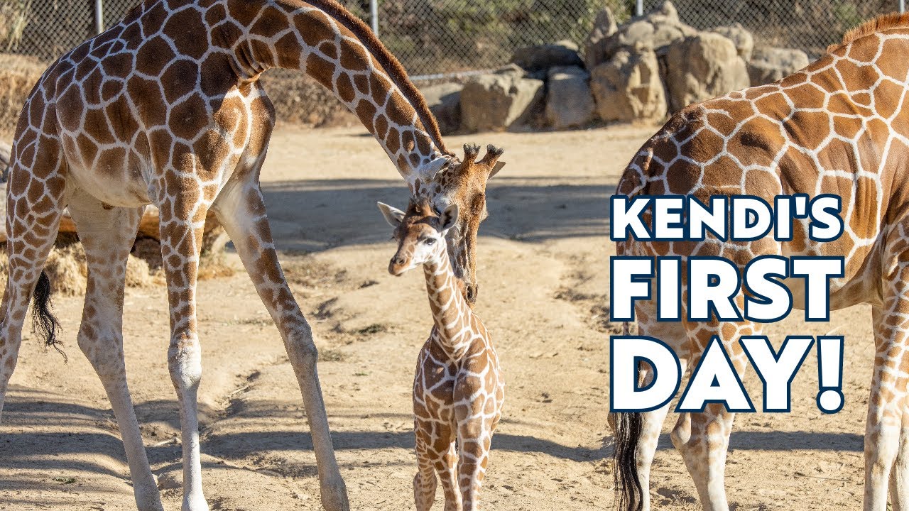Kendi the Baby Giraffe First Day on Habitat!
