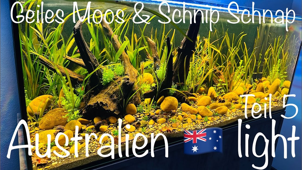 🇦🇺 Australien light Aquarium & Moos #aquarium #aquaristik