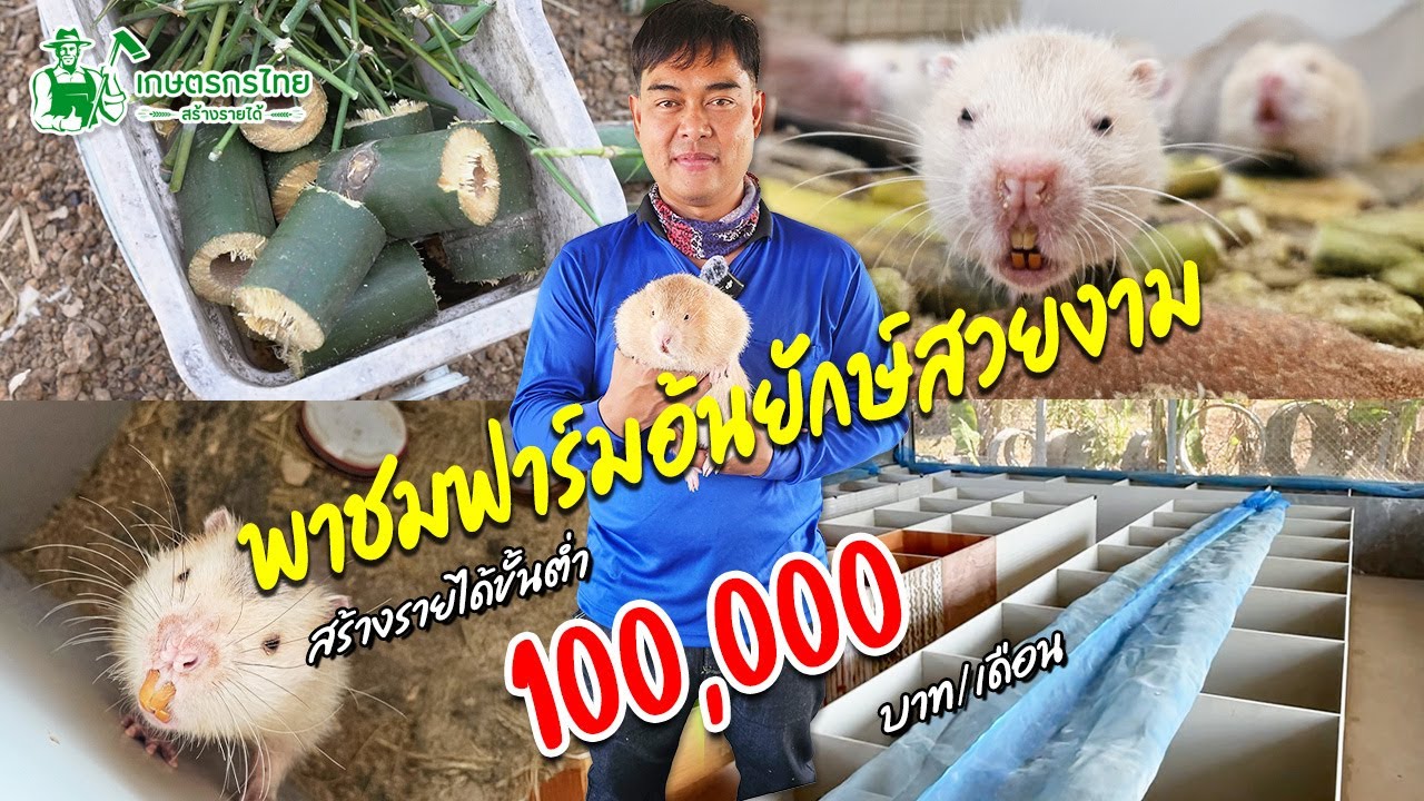 พาชมฟาร์มอ้นยักษ์สวยงาม สร้างรายได้ขั้นต่ำ 100,000 บาท/เดือน #อ้นใหญ่ #เลี้ยงอ้นยักษ์ #เล็กครับ