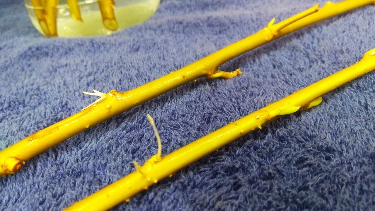 Укоренение плакучей ивы