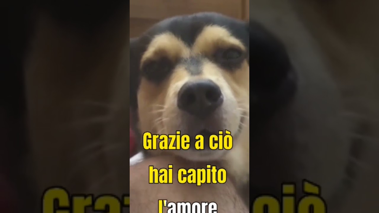 Preghiera di guarigione per un cane malato #sanrocco