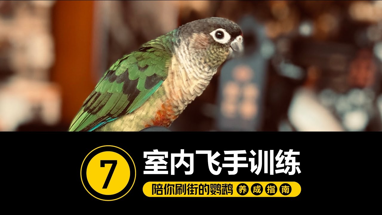 鹦鹉训练必经之路~ [ #7-室内飞手训练 ] 【手养鹦鹉】