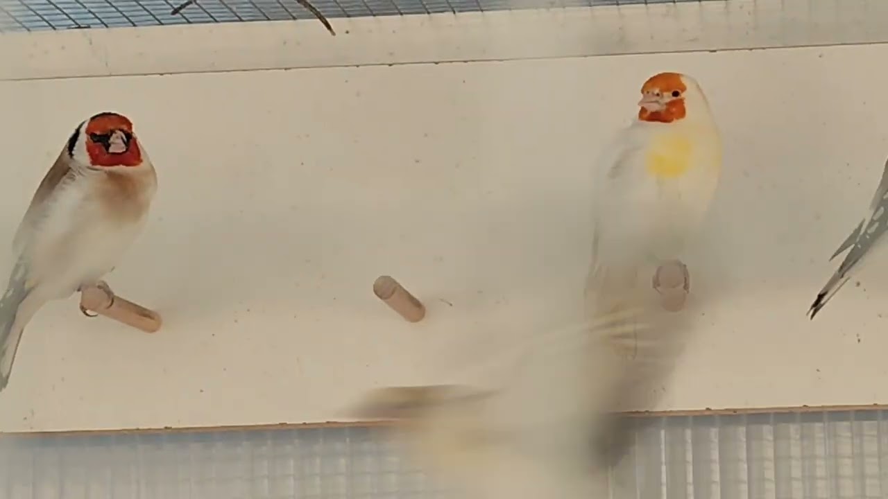 Nowi🐦 przyszli lokatorzy gołębnika✅ Zapraszam na film 👍👏