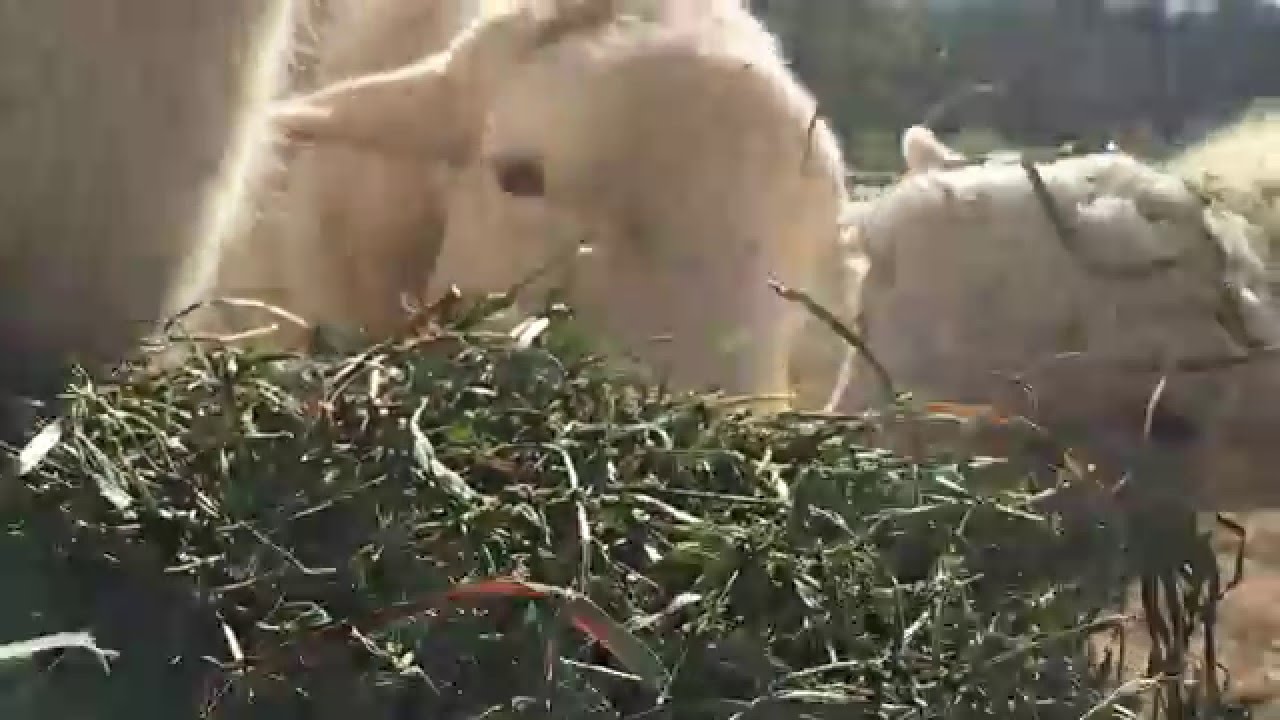 Sheep Eating Alfalfa