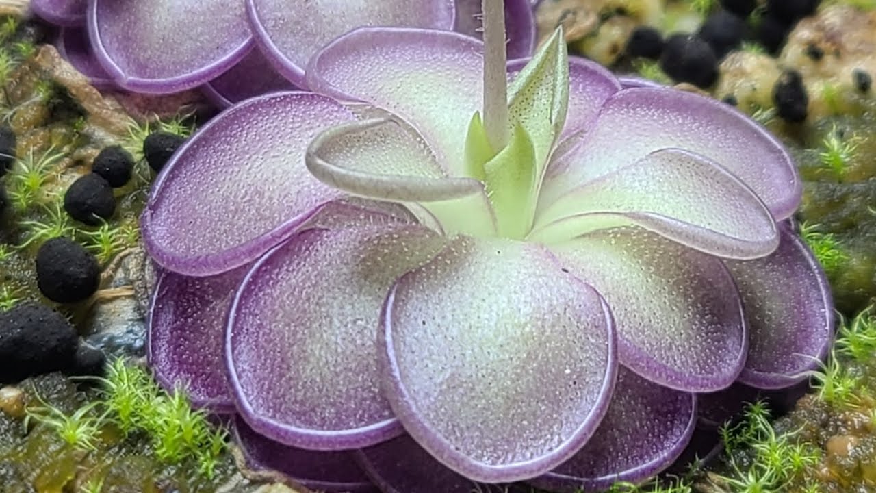Sticky Leaves Carnivorous Plants Butterwort // Pinguicula Collection Tour January 2023