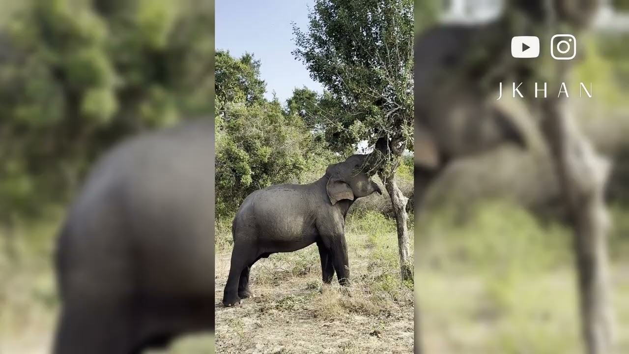 Yala National Park highlights 01 | Majestic Sri Lanka