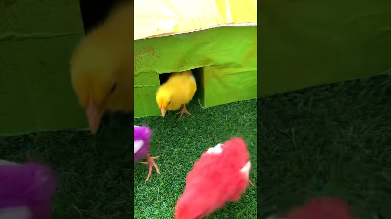 Rainbow Chicks, Cute chicks, Colorful Chicks, Cute chicks, Catching the Chicks
