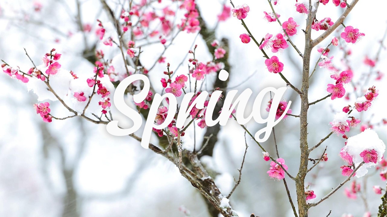 Spring Snowfall Loop - Blossoming Trees Relaxation 1 Hour