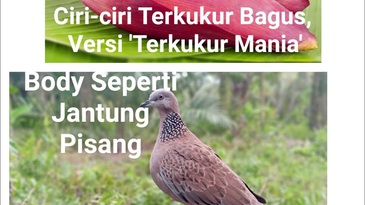 Cara Memilih Terkukur yang Bagus, Versi 'Terkukur Mania'