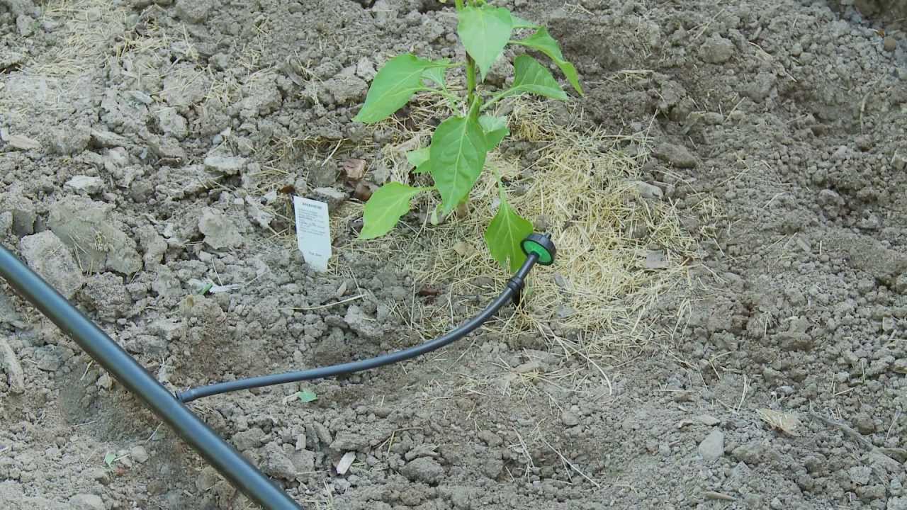 How To do Drip Irrigation with Emitters