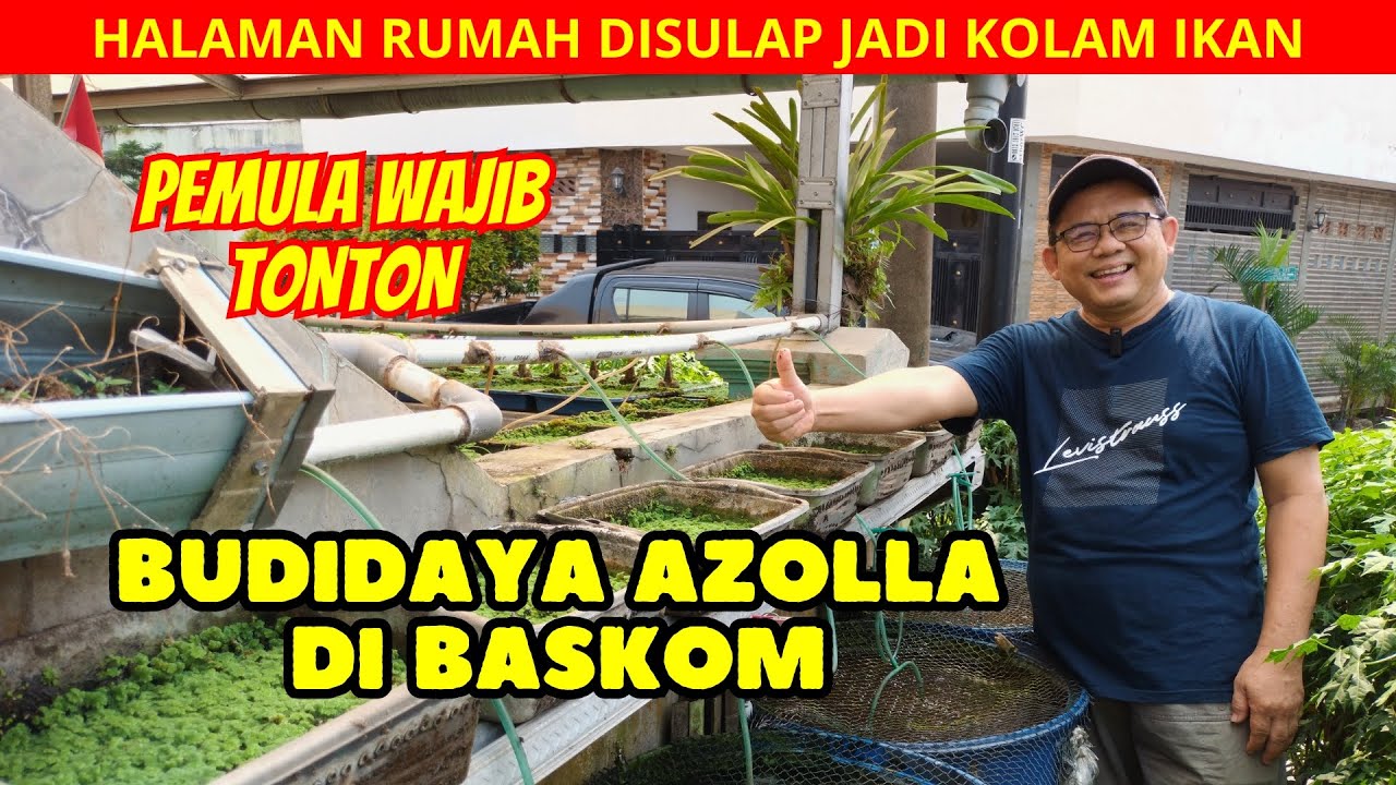 PENJELASAN DETAIL BUDIDAYA AZOLLA DI BASKOM ! TANPA ATAP, KEHUJANAN & DAPAT SINAR MATAHARI LANGSUNG