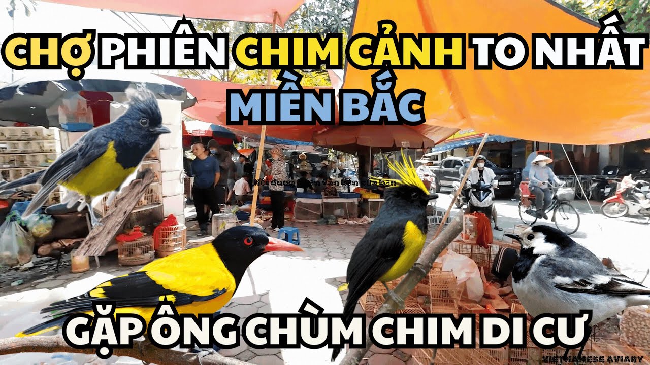 Khám Phá Chợ Phiên Chim Cảnh Lớn Nhất Miền Bắc ( Chợ Chim Yên Phúc) và gặp ông TRÙM chim Di Cư 4K