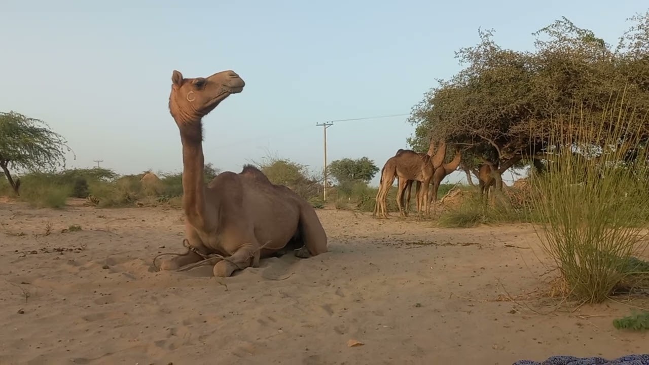 Udass Oontni 🐫 Female Camel Feeling not Good