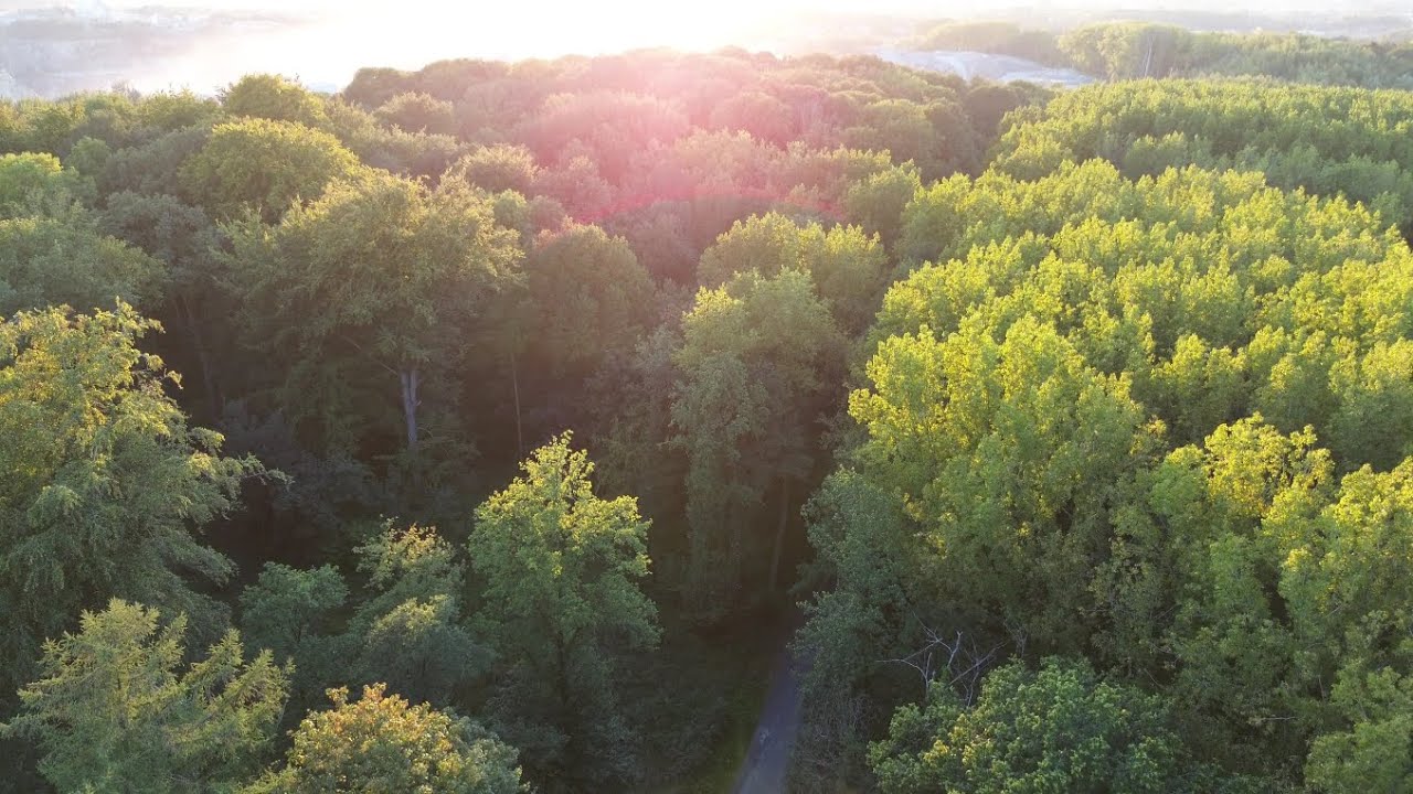 Bois-de-Lessines - Above Belgium (drone 4k forest cinematic)