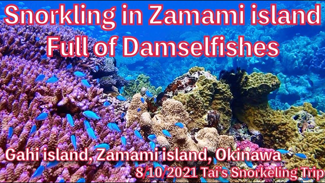 【#43 Tai’s Snorkeling Trip in Okinawa】North of Gahi island, Zamami island, Okinawa, Japan