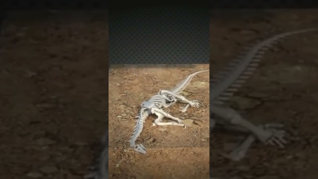 Fosillerin Oluşumu Kısaca Anlatım.