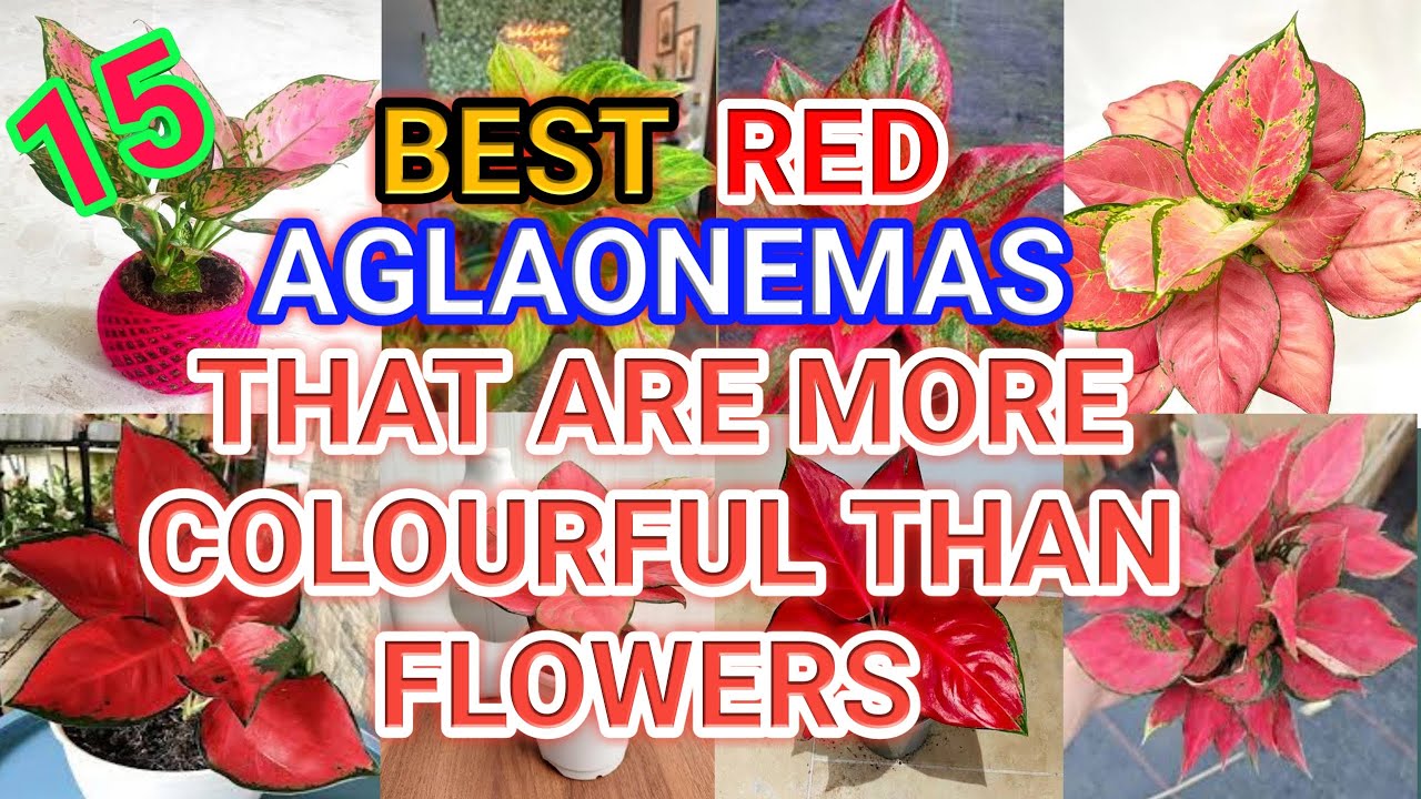 15 Best Red Aglaonemas that are more colorful than flowers