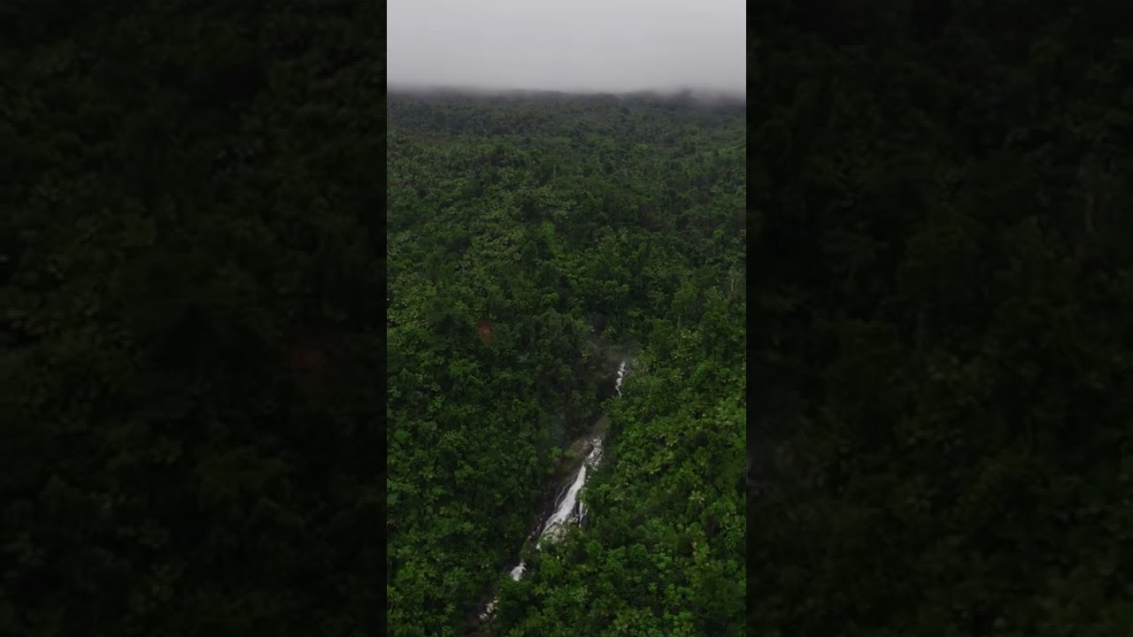Bosque Carite, Puerto Rico