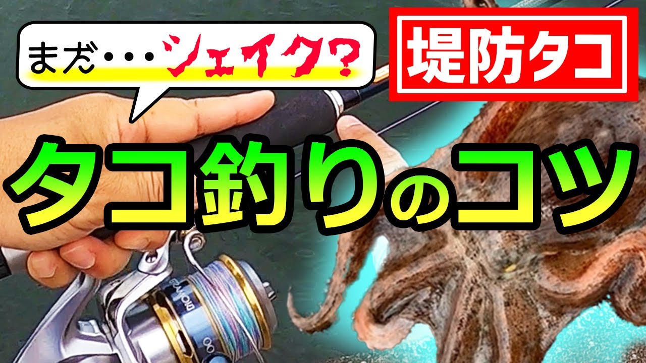 【堤防タコ釣り】スピニングタックルで数百杯と釣ってきたタコ釣りのコツ！