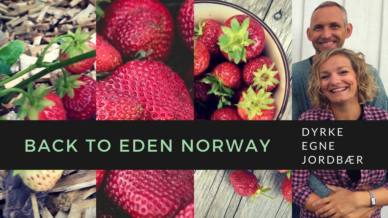 🍓DYRKE EGNE JORDBÆR | Ta jordbærstiklinger og plante nye jordbærplanter | Grønnsaker i pallekarm