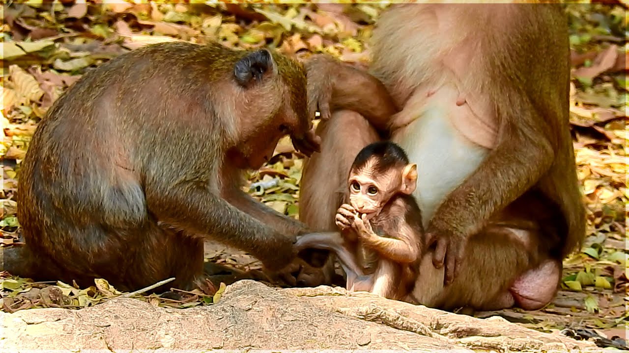 Jason baby monkey is so handsome | Monkey Jill is very poor mommy