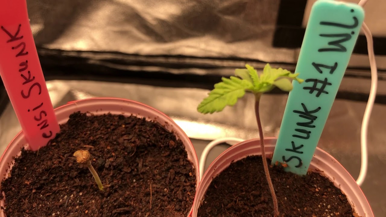 Sensi Skunk & Skunk #1 Update 2