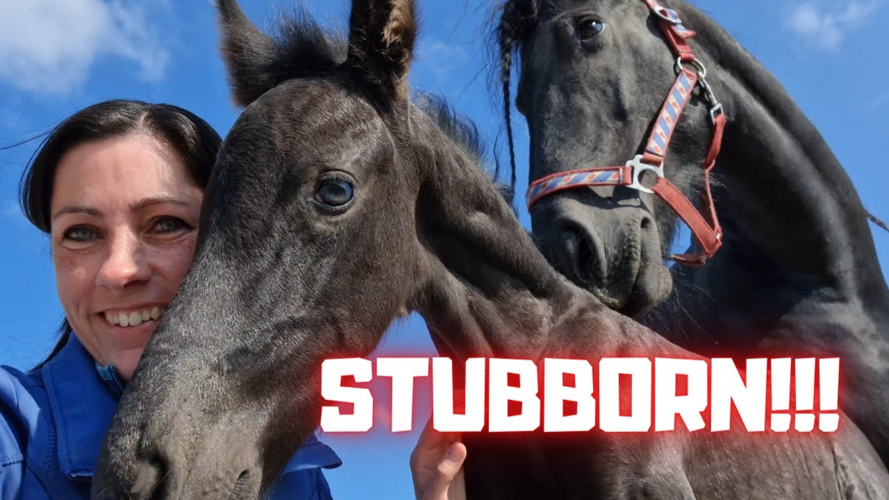 Stubborn! But very sweet! How do we get you back in the stable? | Friesian Horses