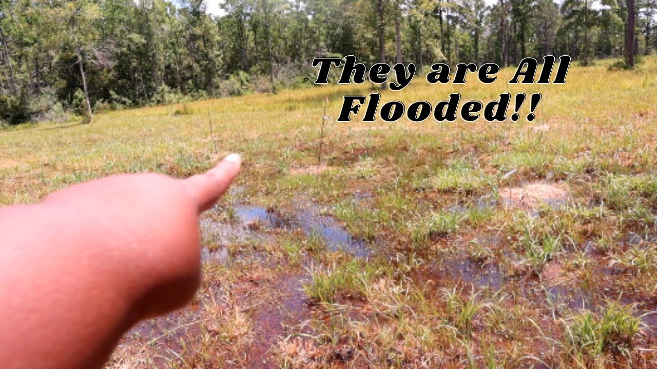 Potting up Flooded Trees 🌳| Building 🔨A Homestead From Scratch