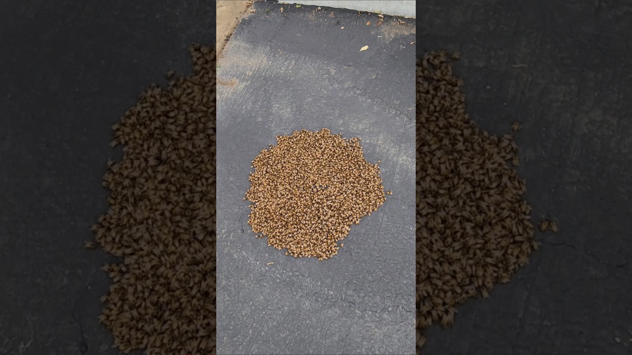 Мы нашли сонный рой на земле 🐝