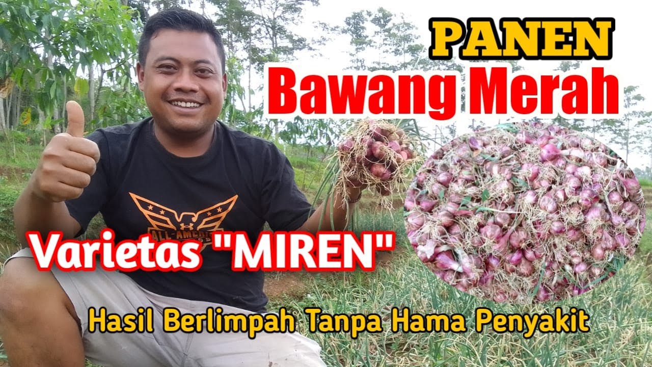 PANEN BAWANG MERAH 