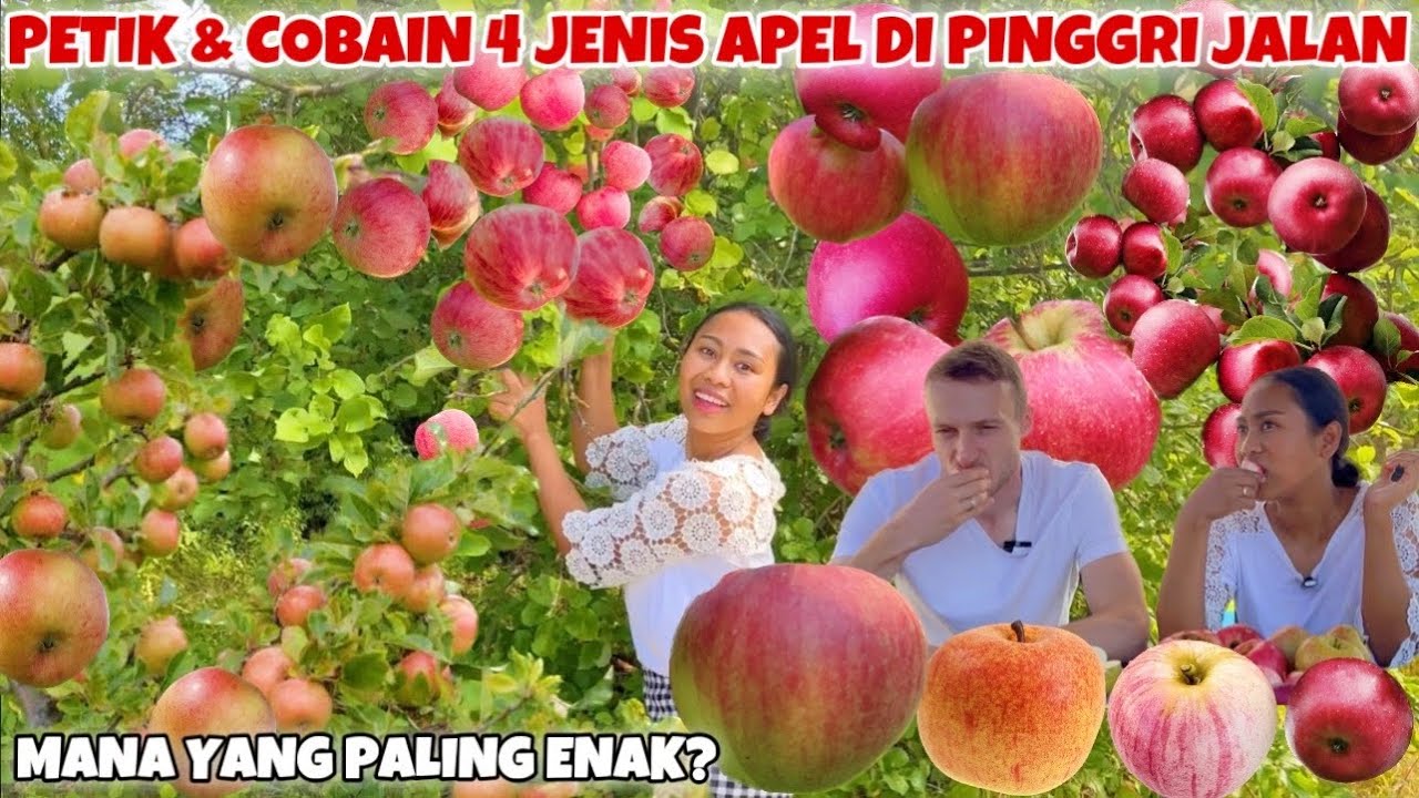 PANEN 4 MACAM JENIS APEL TERBAIK DI PINGGIR JALAN