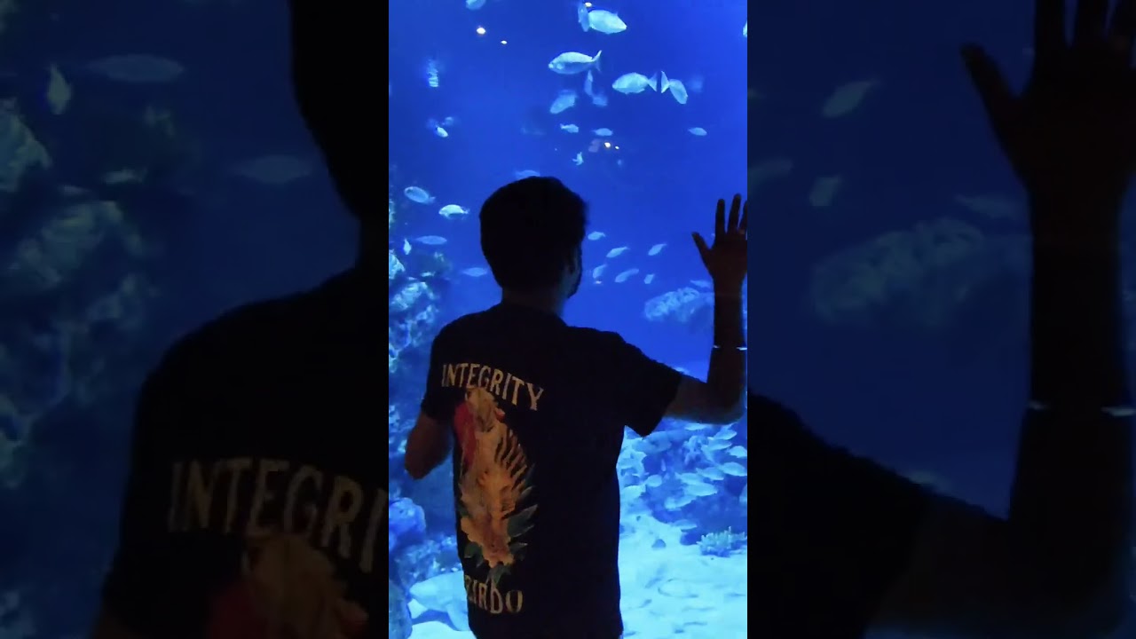 #phuket Aquarium 😍 One more must visit place in #phuket  ❤️ #aquariaphuket #shorts #youtubeshorts