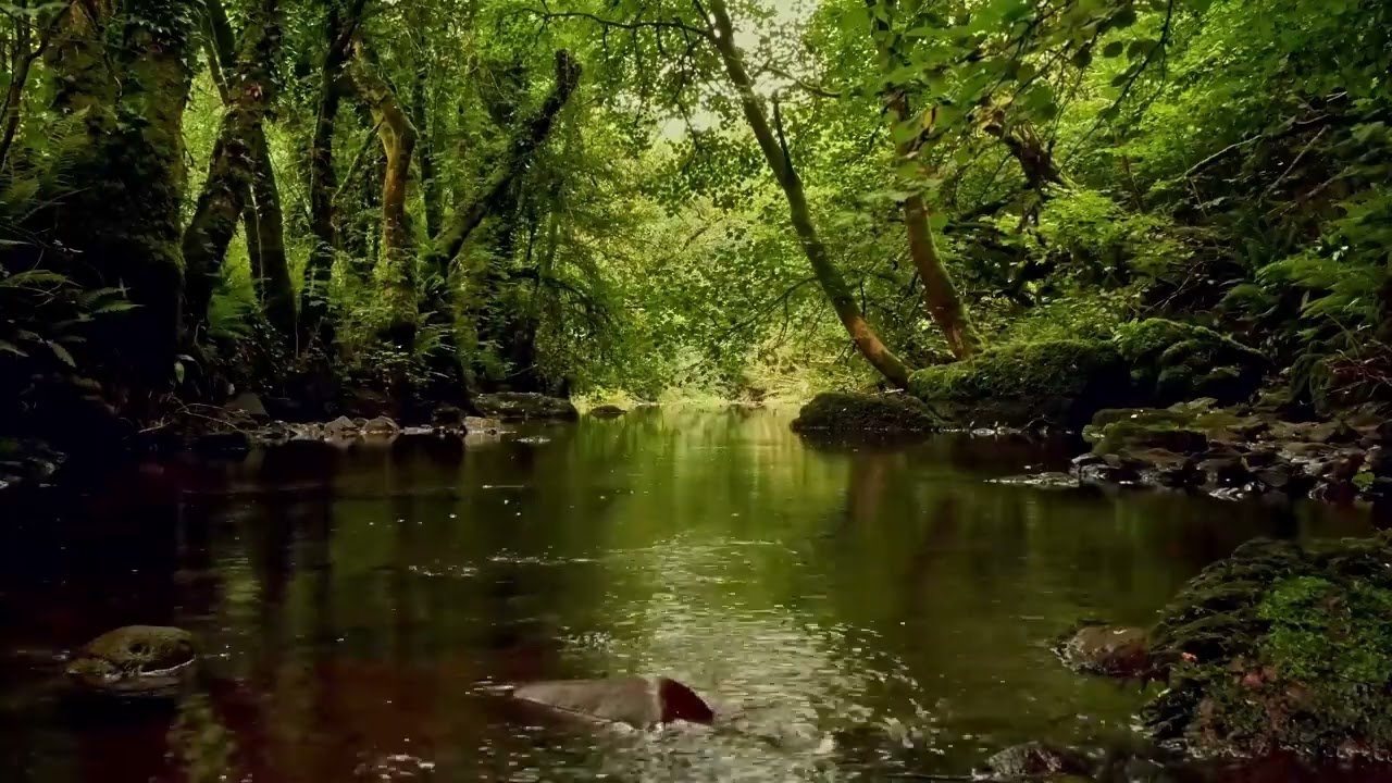 ESSE SOM DA NATUREZA VAI ACALMAR SUA MENTE EM MINUTOS 🌿 SONS DE PÁSSAROS E ÁGUA CORRENTE