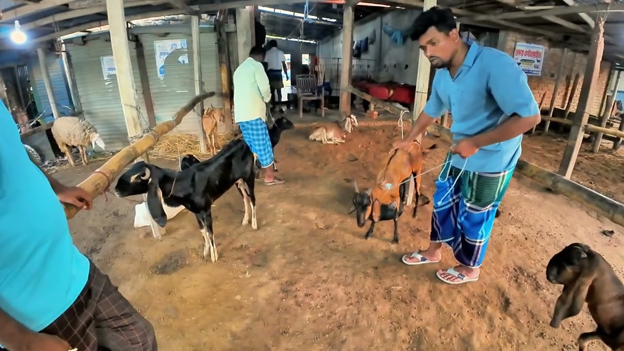 দাগনভূঞা থেকে ছাগল কিনলাম বিস্তারিত ভিডিও দেখুন #দাগনভূঞা #ফেনী