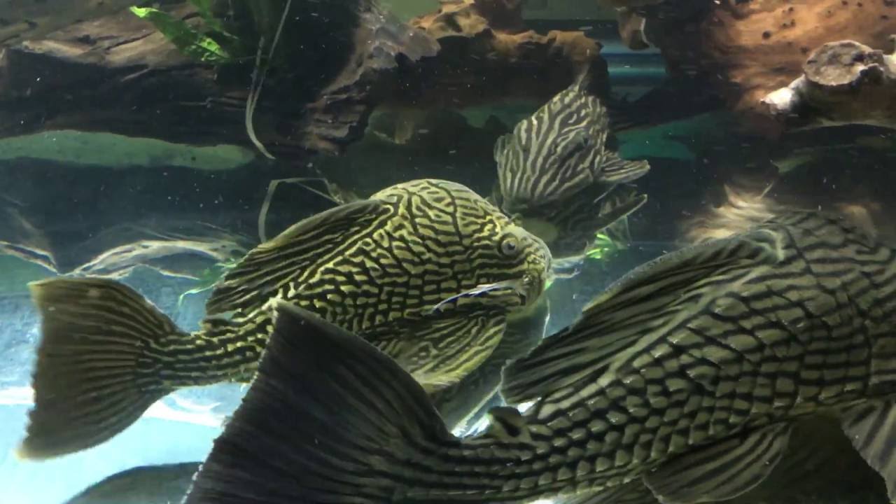 L27 panaque plecos