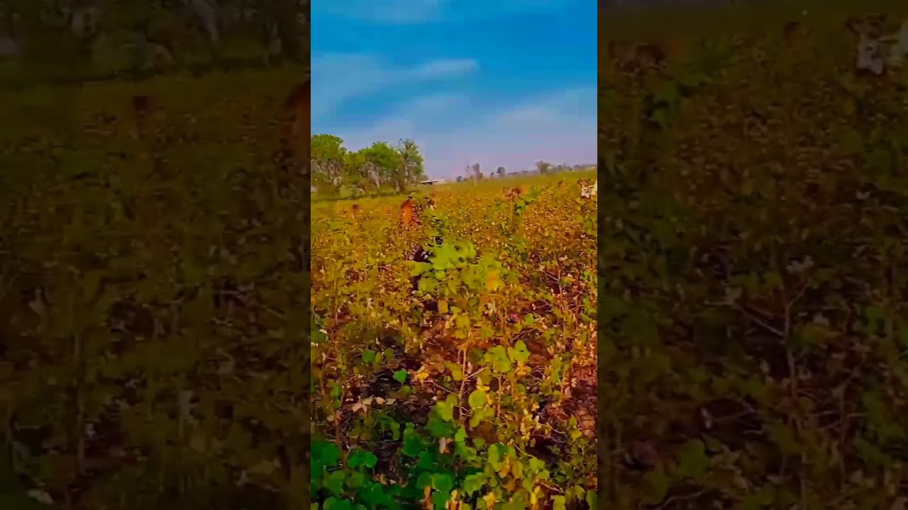 #subscribe #ram #cow #shortvideo #animals #gandigir #top10 #vairalvideo #girgay