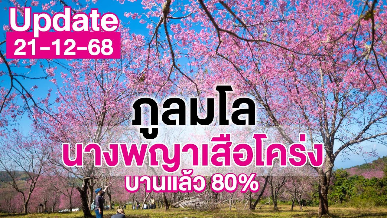 นางพญาเสือโคร่ง ณ ภูลมโล บานแล้ว 80% อัปเดตเมื่อ 21-12-68 