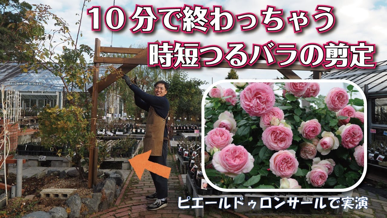 ちゃちゃっと済ませるバラ剪定も悪くないですね