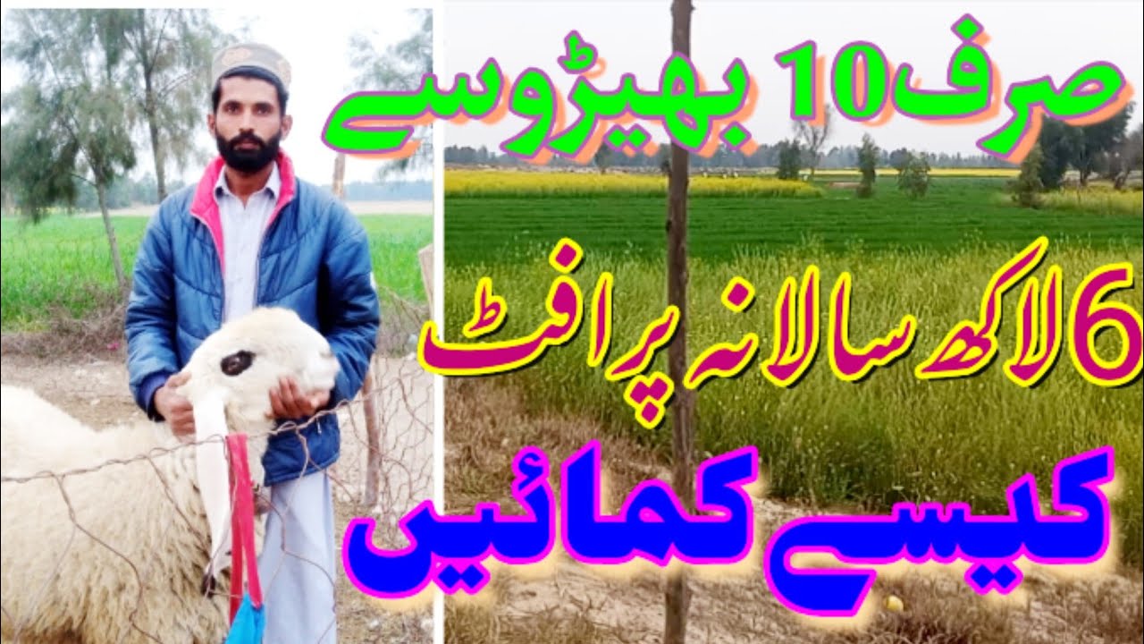 How to start modern sheep farming business is pakistan How to earn 6 lakhs perfitنیوفارمر