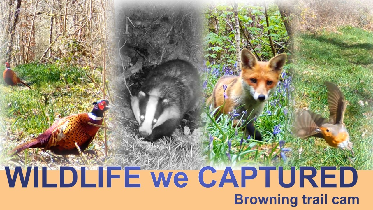 WILDLIFE we captured | Browning Recon Force Elite trail cam | Mid Wales, UK