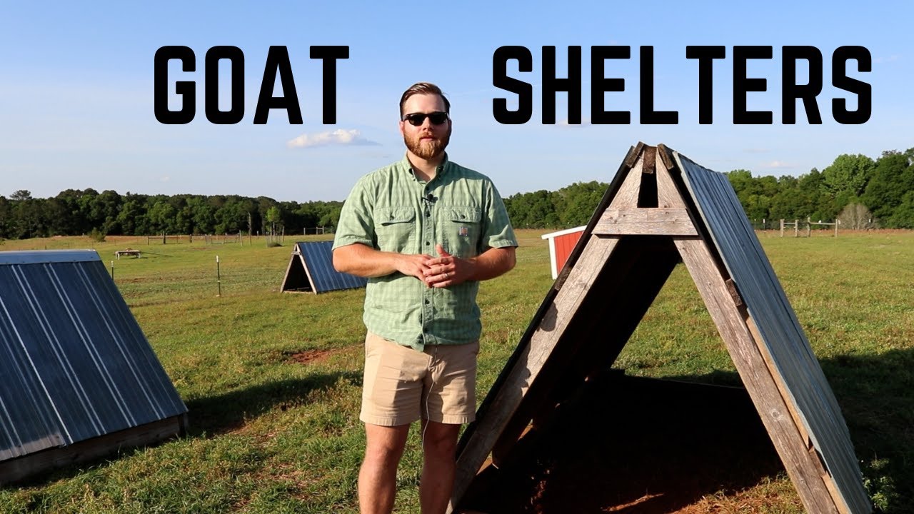 Goat Shelters: Don't Build Your Own Until You Watch These Innovative Designs!