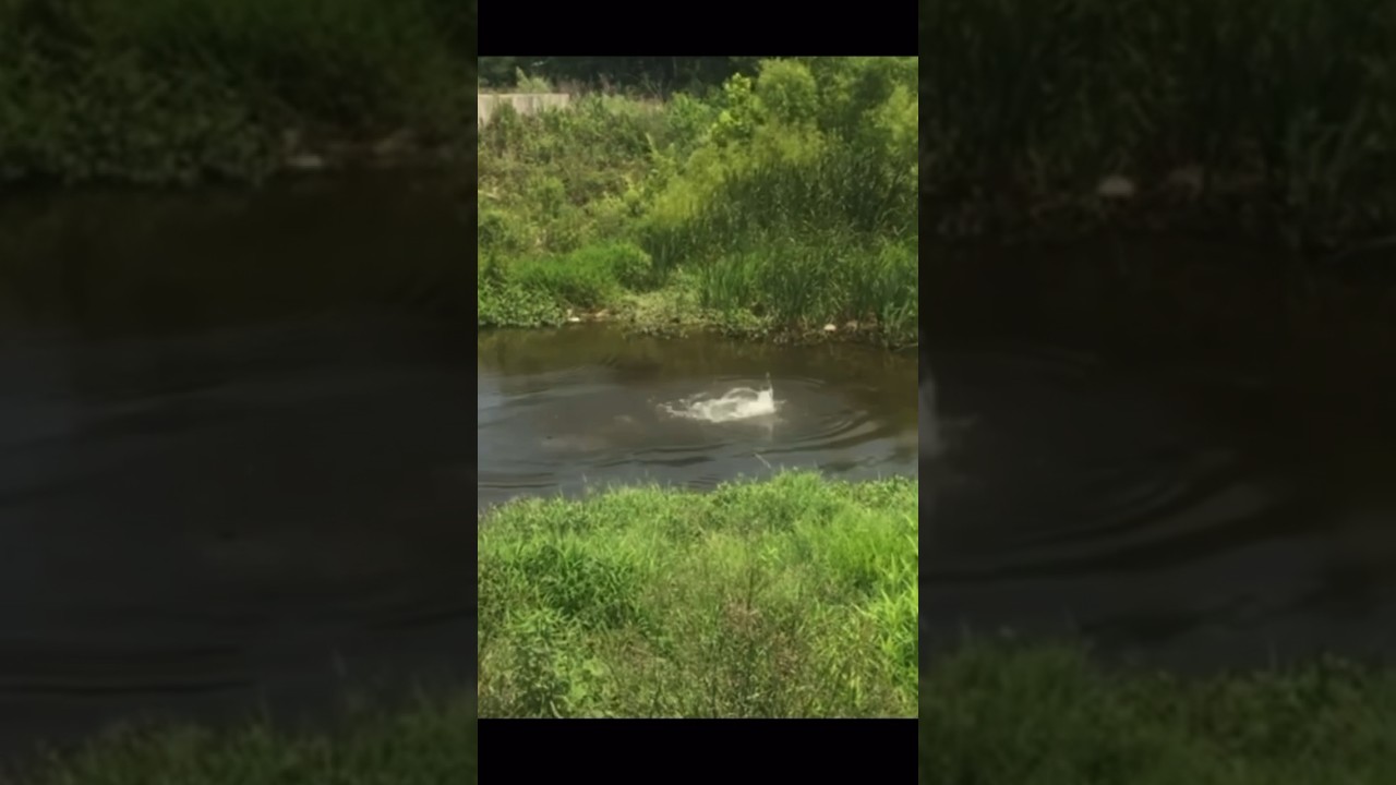 Bass caught in super shallow creek! #fishing #bassfishing