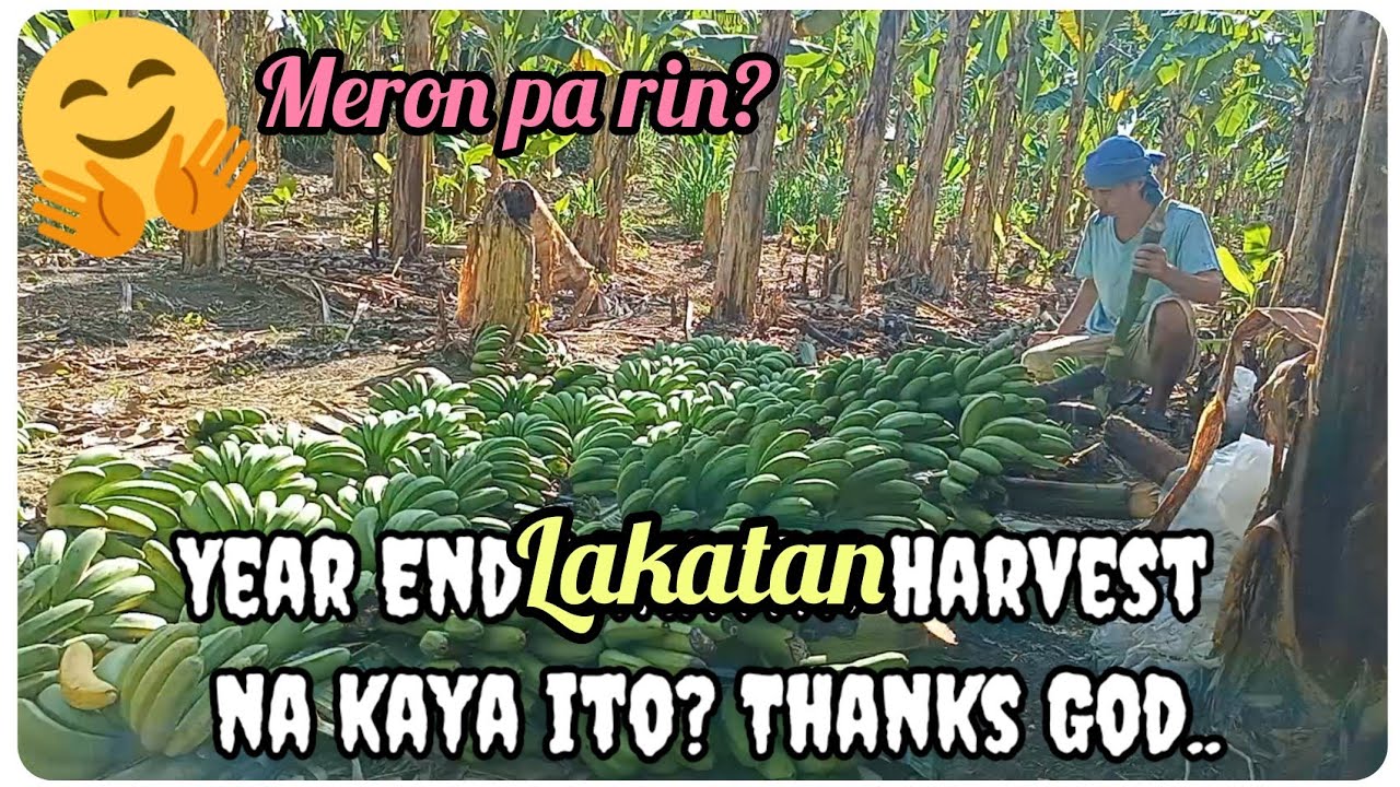 『Lakatan Harvest for New Year!』〘May kasunod pa kaya ito? Sana Po Lord....〙
