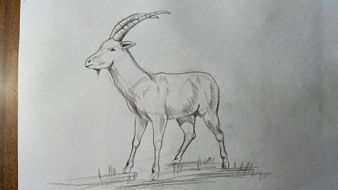 Drawing for beginners | How to draw a goat step by step