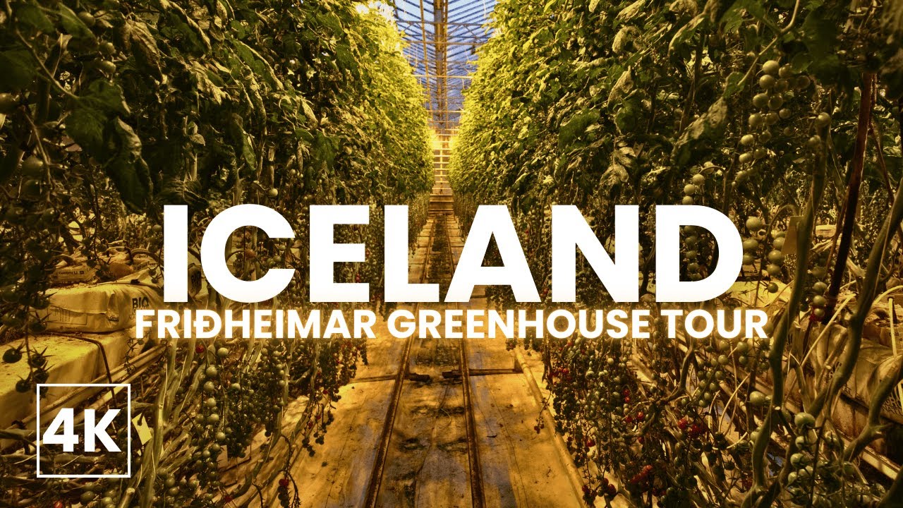 Friðheimar Greenhouse Tour 🇮🇸🍅 + Icelandic Horses 🐎 | ASMR Iceland Experience (4K, No Music)