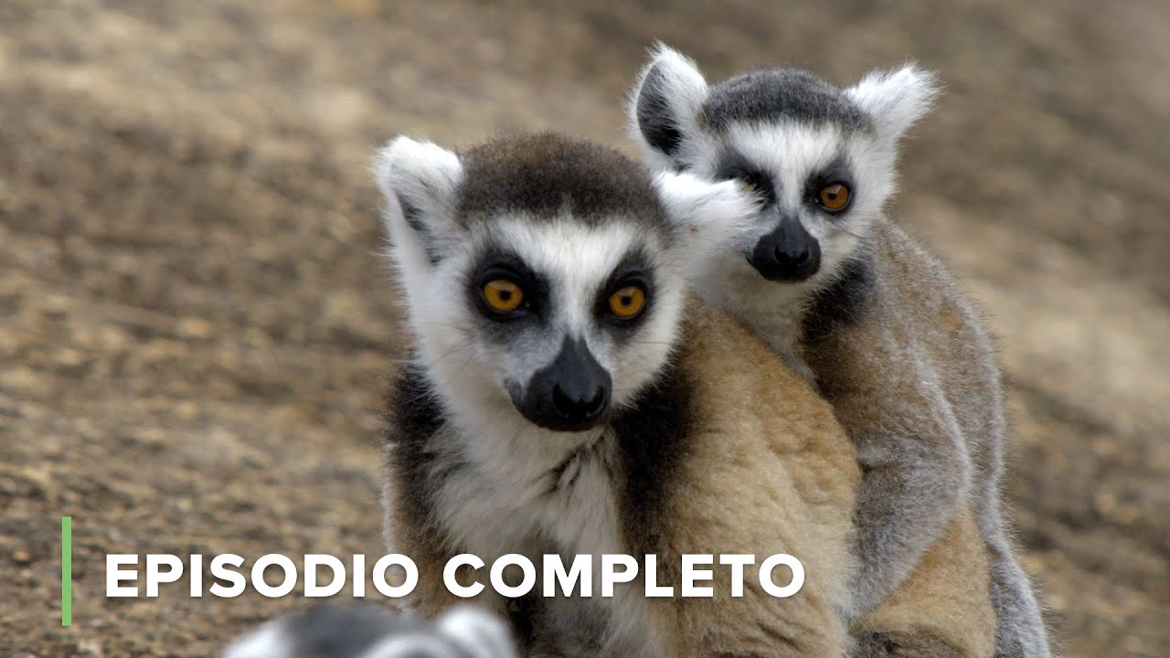 Madagascar: LAGARTOS y LÉMURES 🌏 Del Amancer al Ocaso 🌃 S01E07