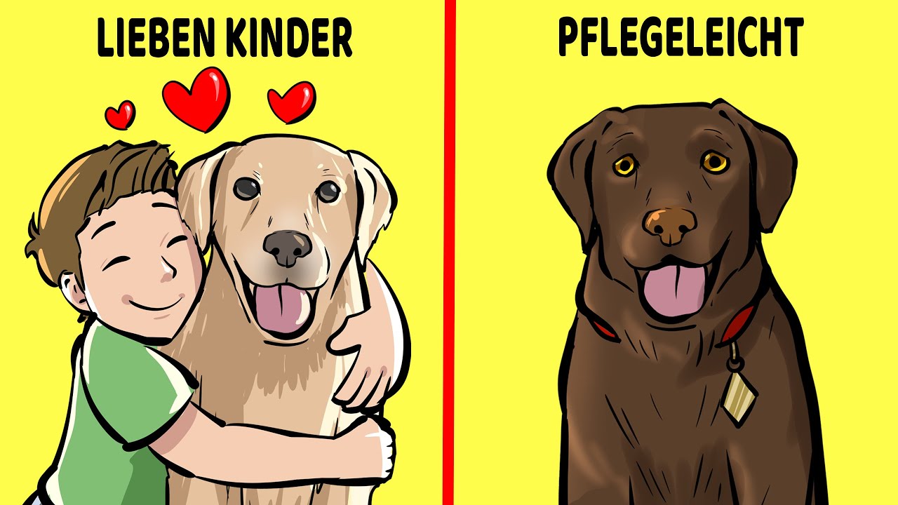 Die 10 Besten Hunderassen Für Kinder Und Familien